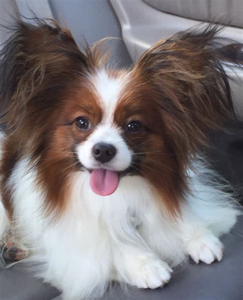 a breed apart papillons|papillon breeders londonderry nh.